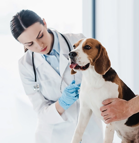 Çayırova Veteriner